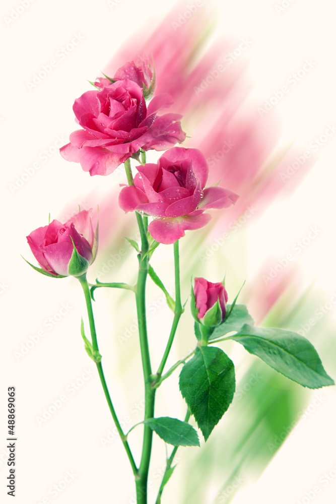 Pink roses