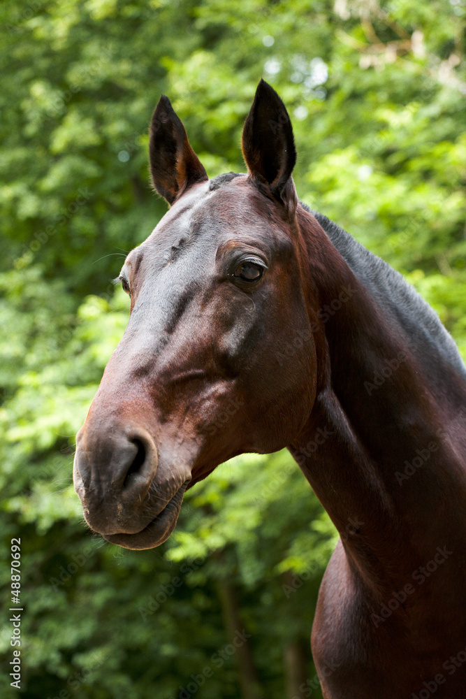 Fototapeta premium Portrait of Bay Horse