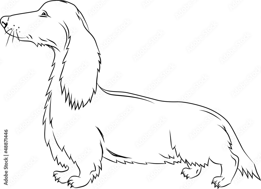 Badger-dog in action on white background Badger-dog in action on white background