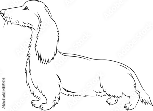 Badger-dog in action on white background