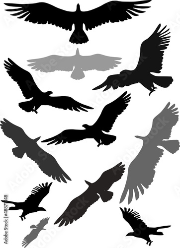 Set of silhouettes of flying eagles