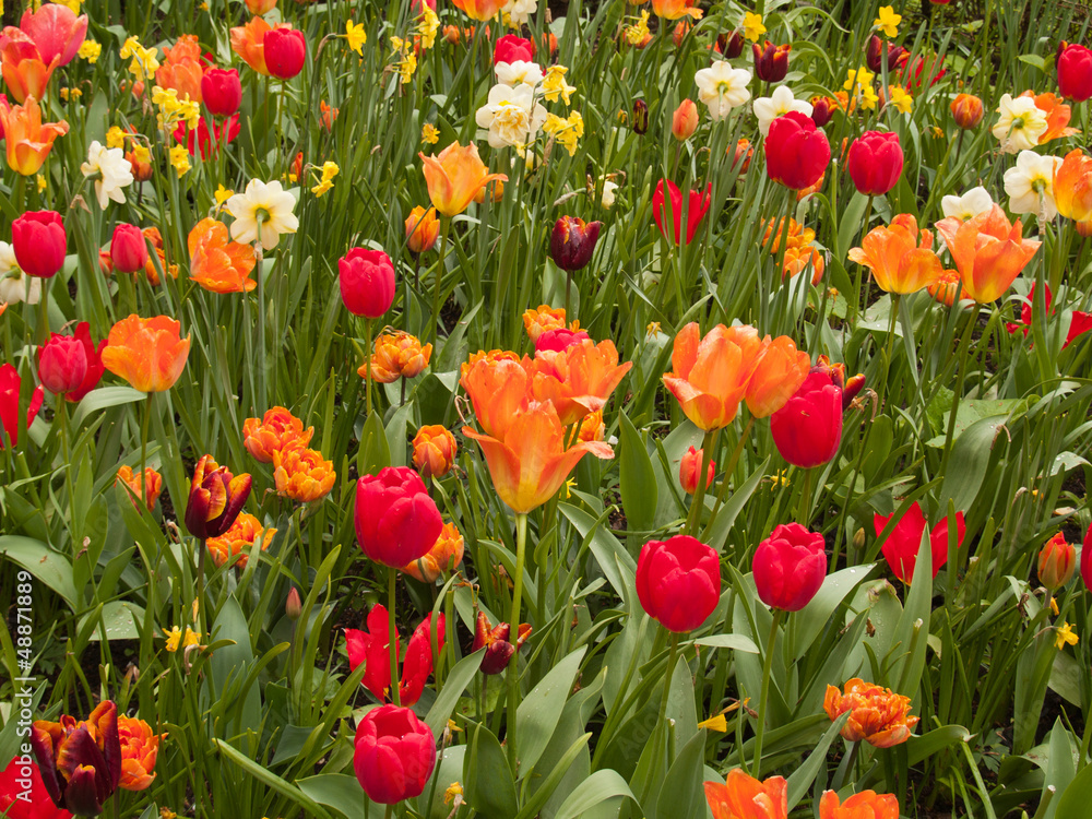 Obraz premium Tulips field in Keukenhof Gardens