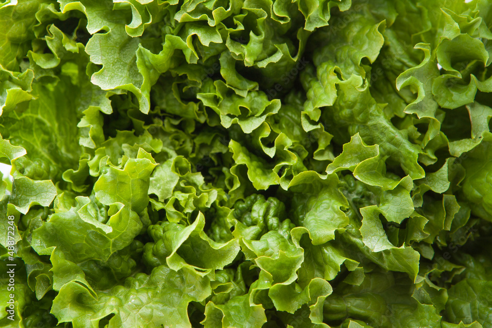 Lettuce Lettuce