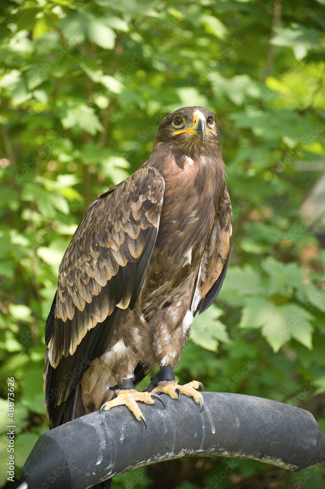 Naklejka premium Hawk