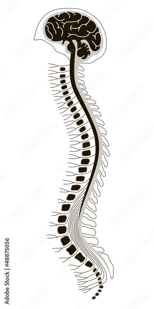 human brain and spinal cord Stock Vector | Adobe Stock