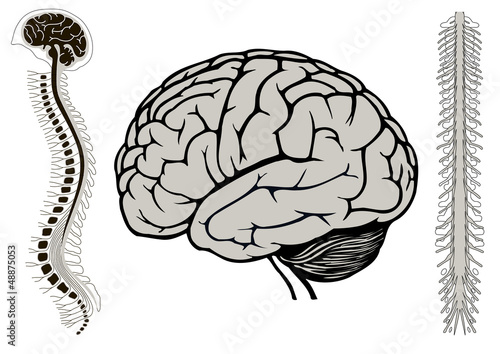 human brian with spinal cord and spinal column