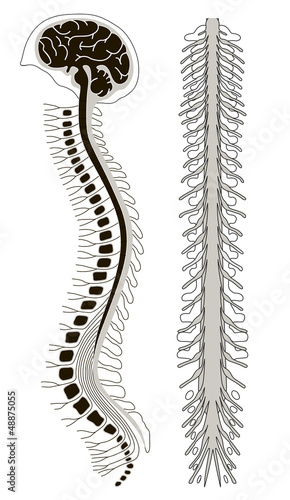 human brian with spinal cord and spinal column