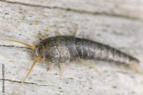 Silverfish or fishmoth sitting on wood, extreme close up