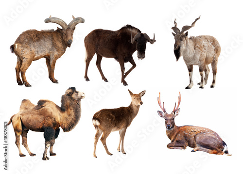 Fototapeta Naklejka Na Ścianę i Meble -  Set of Artiodactyla mammal animals