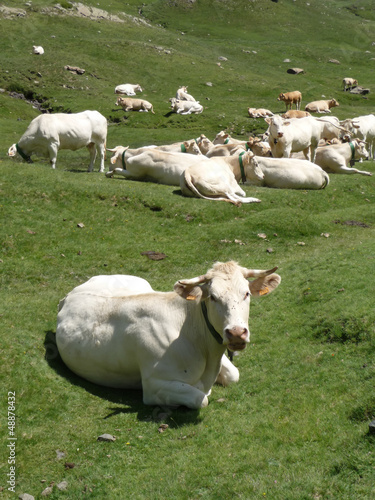 Cattles grazing
