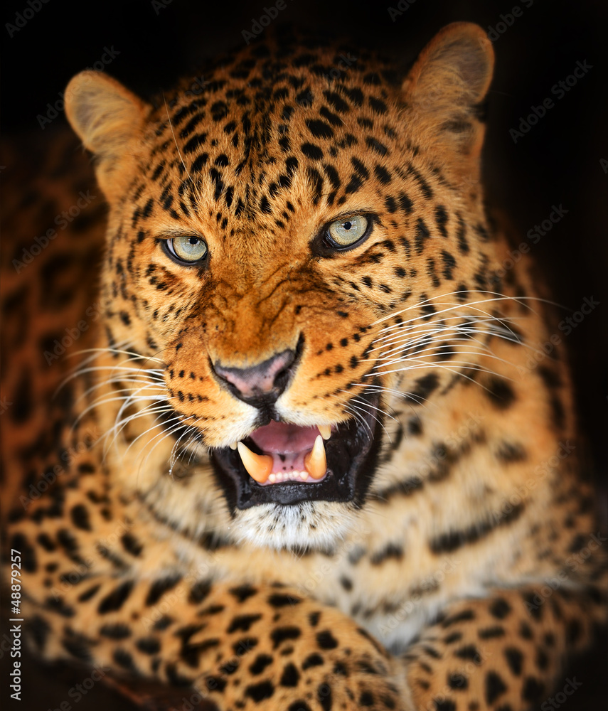 Leopard
