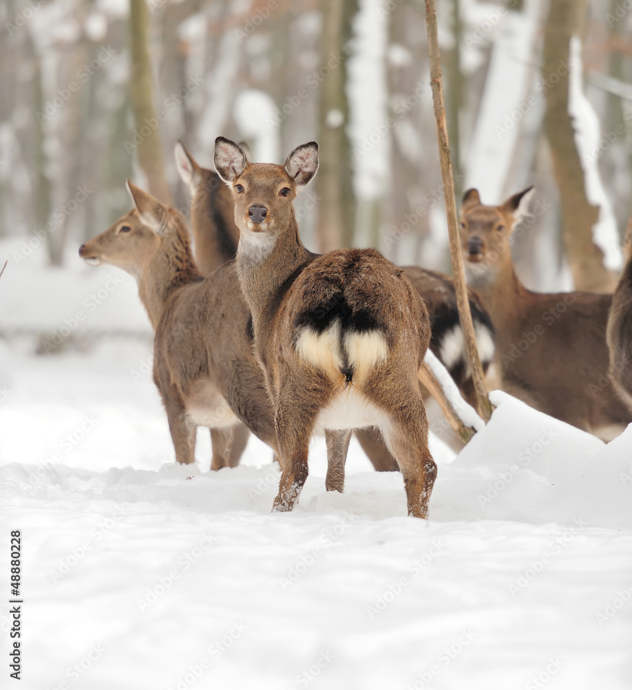 Young deer