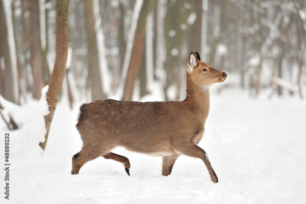 Young deer Young deer