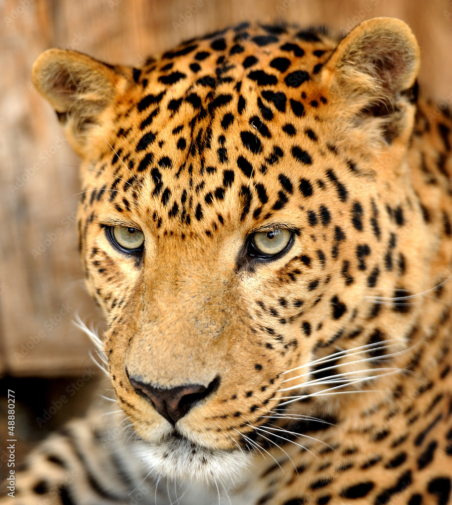Obraz premium Leopard portrait