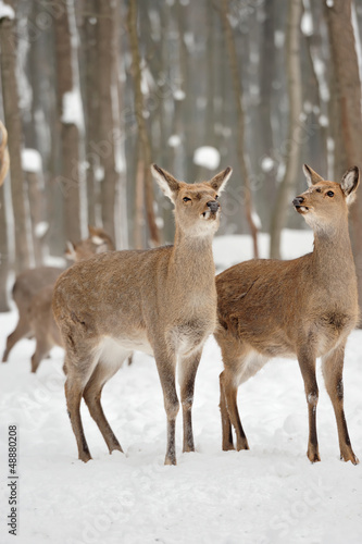 Fototapeta Naklejka Na Ścianę i Meble -  Young deer