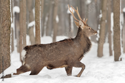Wallpaper Mural Young deer Torontodigital.ca