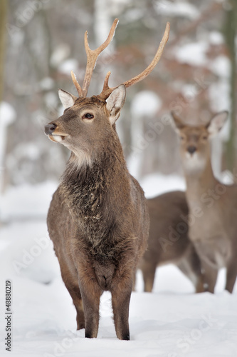 Wallpaper Mural Young deer Torontodigital.ca