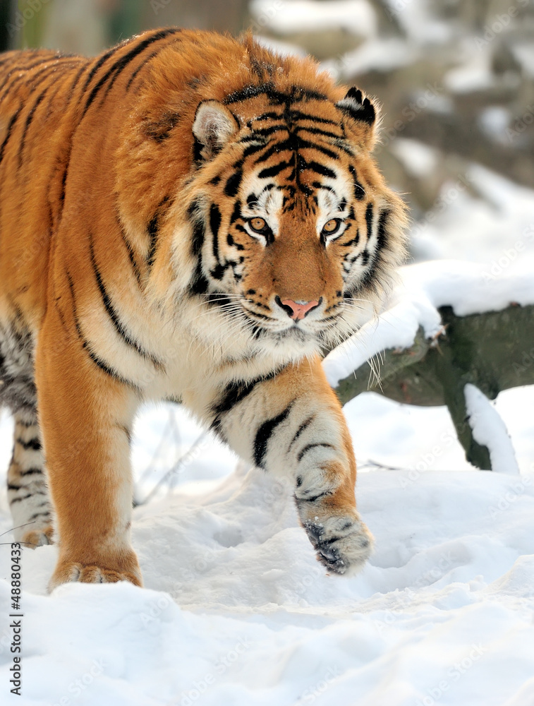 Obraz premium Tiger