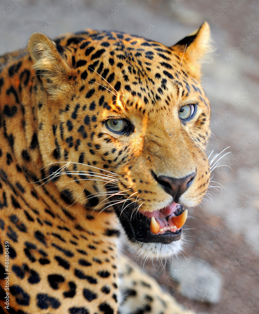 Obraz premium Leopard portrait