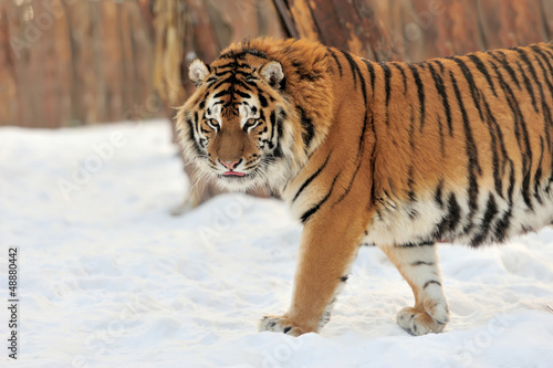 Tiger © byrdyak