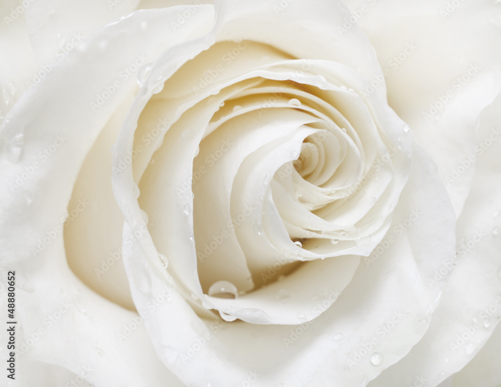 Fototapeta premium white rose