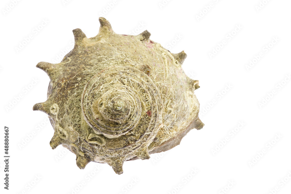 Fototapeta premium turban shell