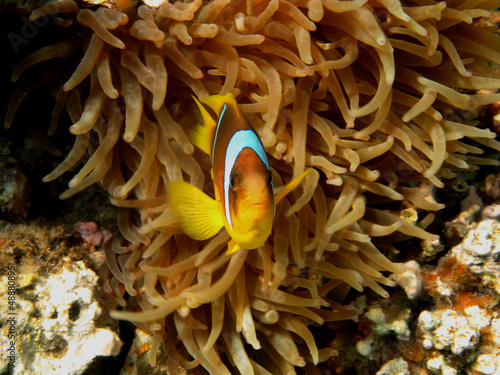 anemonenfisch schaut