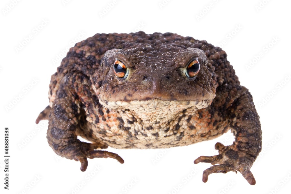Front view of big fat common european toad isolated on white Front view of big fat common european toad isolated on white
