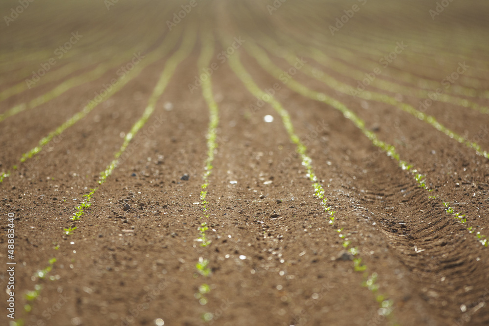 Spring field, Europe - selective focus Spring field, Europe - selective focus