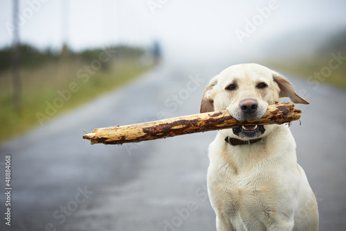 Yellow labrador retriever with stick photo