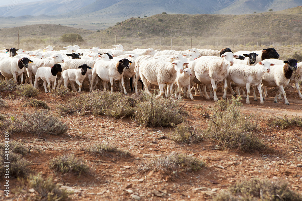 A flock of Dormer sheep walking on gravel road