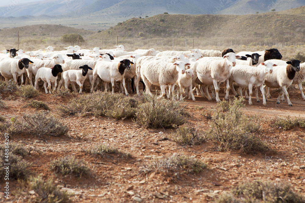 A flock of Dormer sheep walking on gravel road A flock of Dormer sheep walking on gravel road