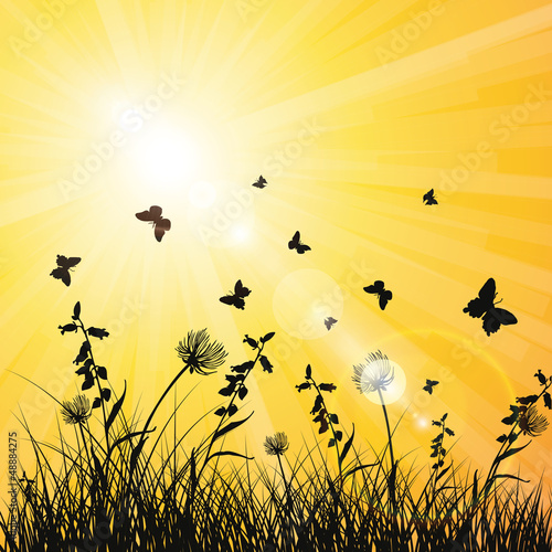 Hintergrund Sommer Sonne Natur