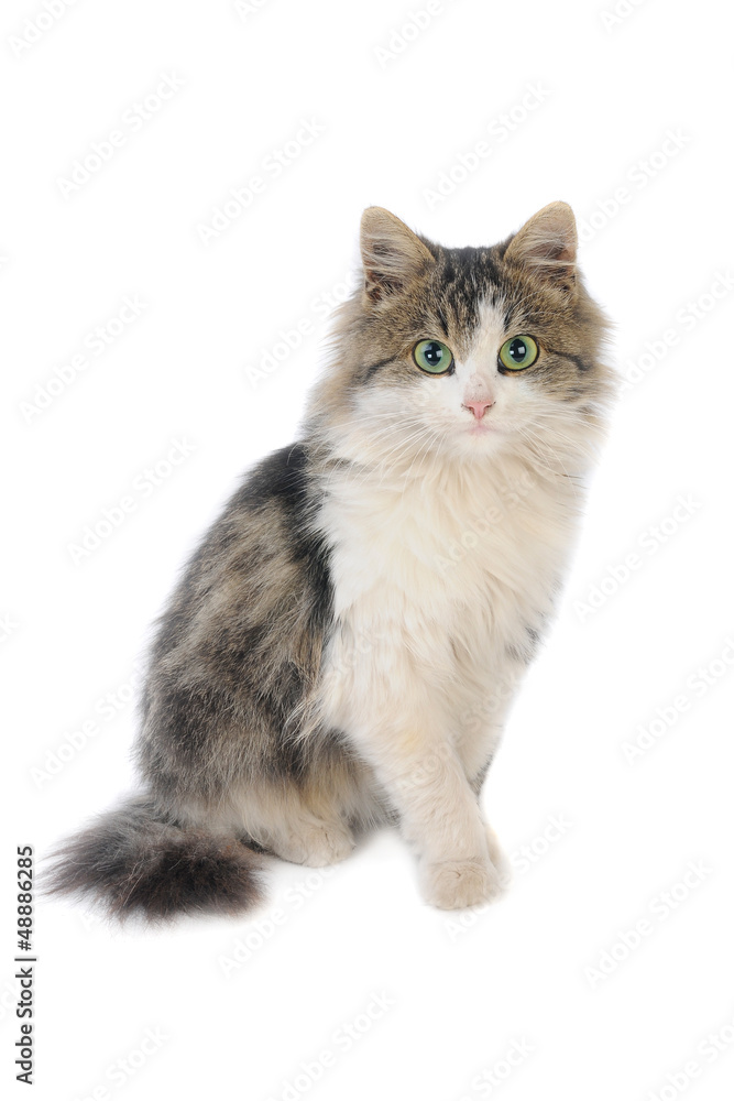 Fototapeta premium kotek