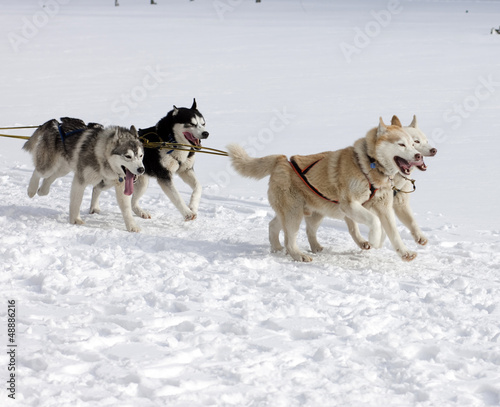 sled dog race siberian huskies