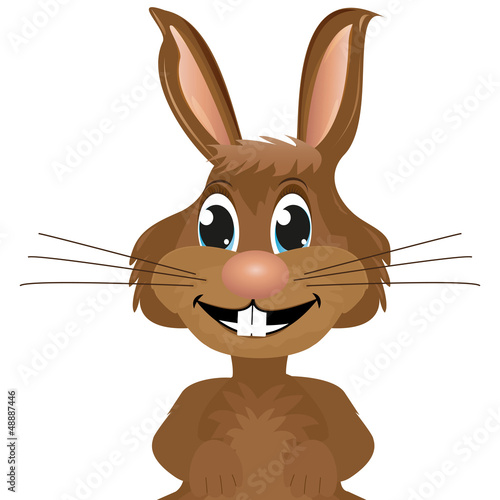 rabbit close-up on white background