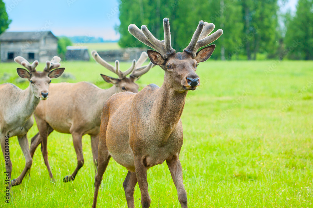 Young deer