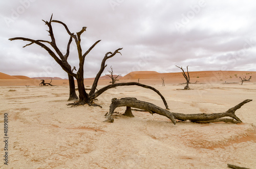 Dead trees under a rare cloudy sky in Deadvlei  Namibia
