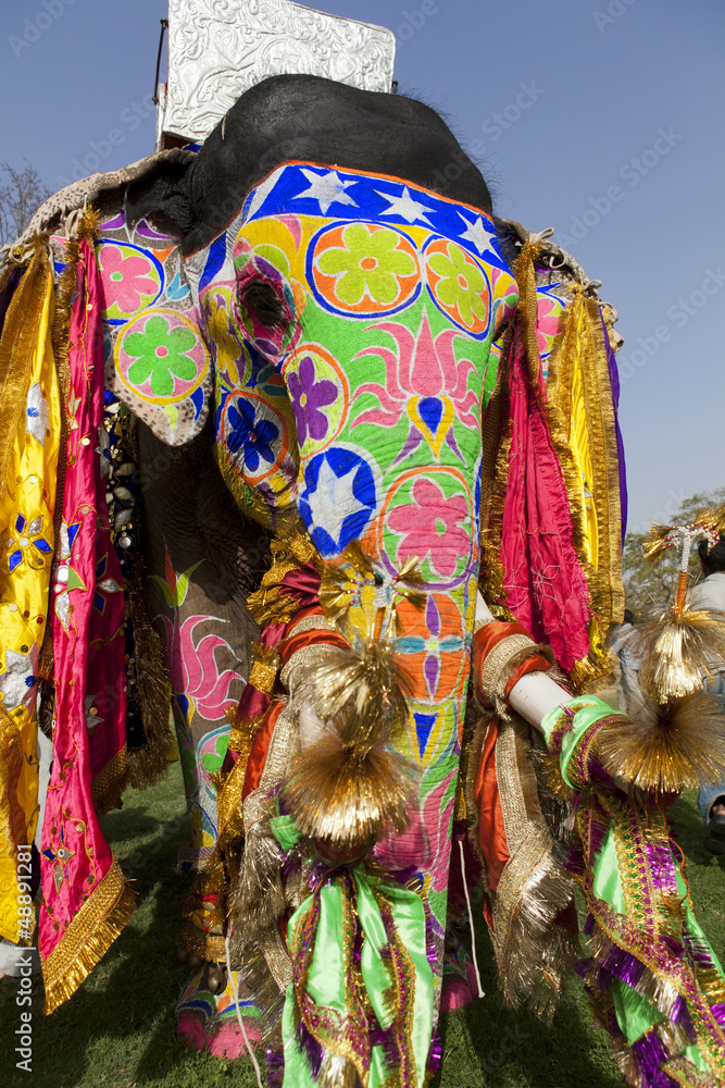 Naklejka premium Decorated elephant at the elephant festival in Jaipur.