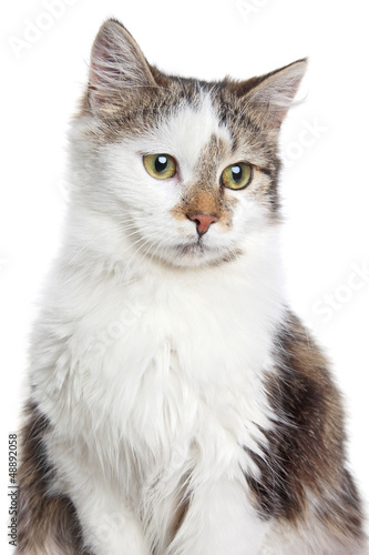 Mixed breed Domestic cat