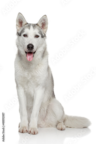 Fototapeta Naklejka Na Ścianę i Meble -  Siberian Husky on white background