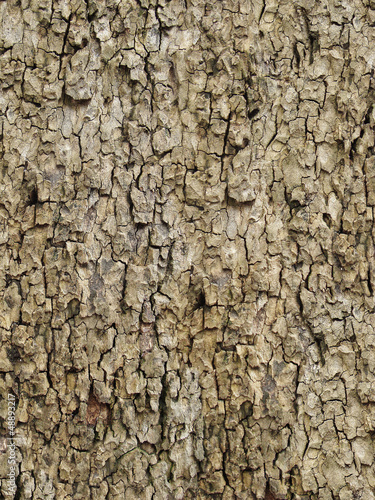 Texture the old tree bark