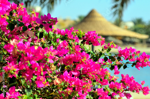 bougainvillea a marsa alam photo