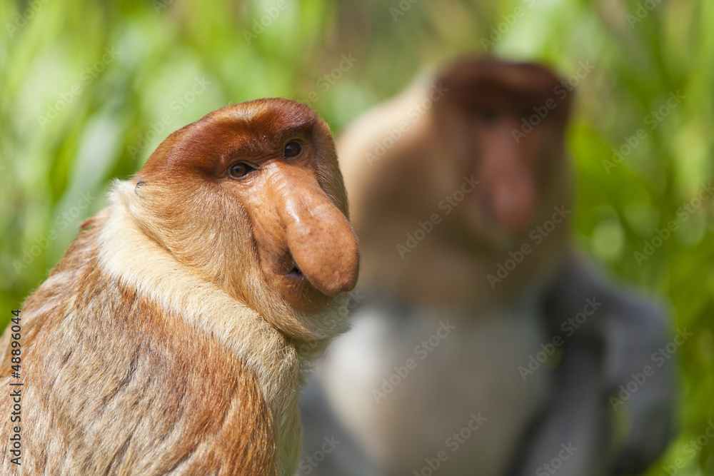Naklejka premium Proboscis monkeys, Sandakan.