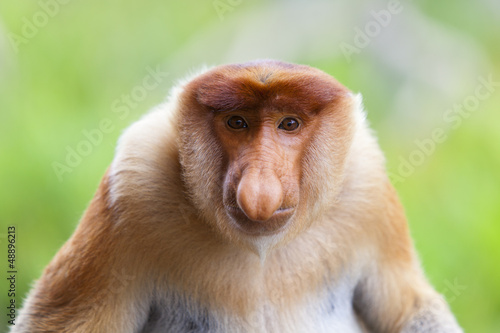 A proboscis monkey, Sandakan. photo