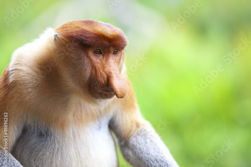 A proboscis monkey, Sandakan.