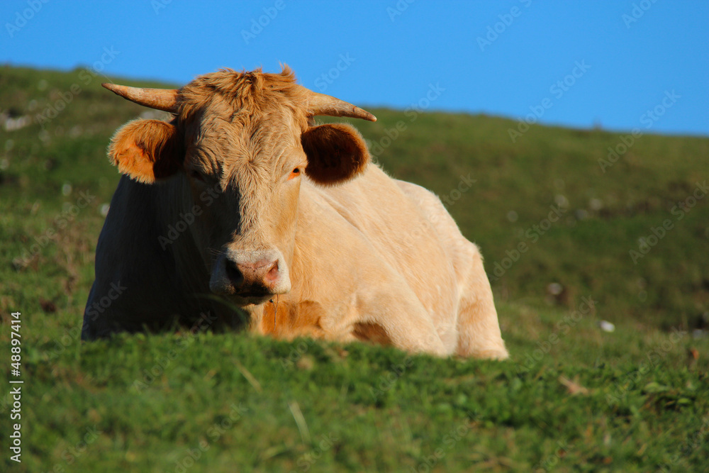 mucca si riposa al pascolo