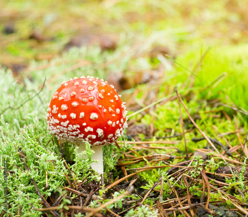 Amanita muscaria.