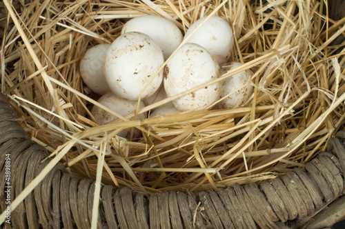 Organic white domestic eggs in vintage basket
