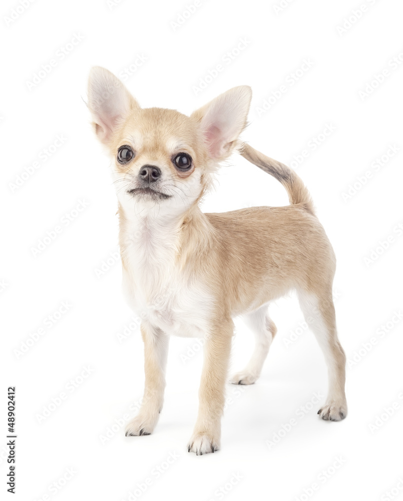 Stacking purebred chihuahua puppy on white background